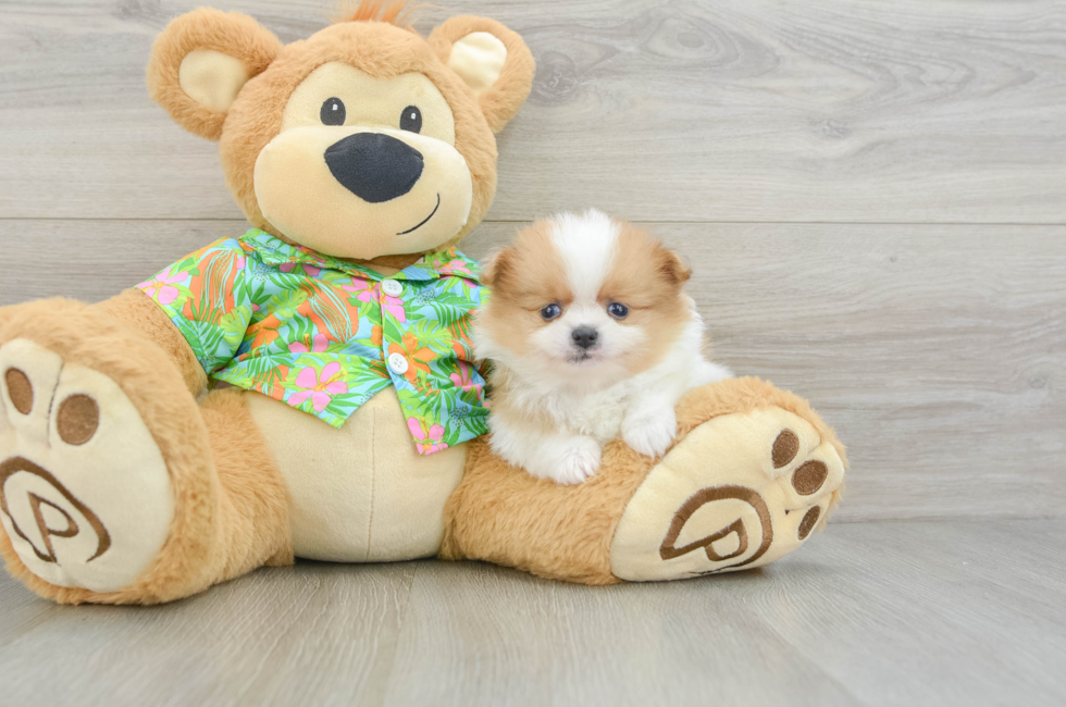 5 week old Pomeranian Puppy For Sale - Puppy Love PR