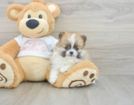 7 week old Pomeranian Puppy For Sale - Puppy Love PR