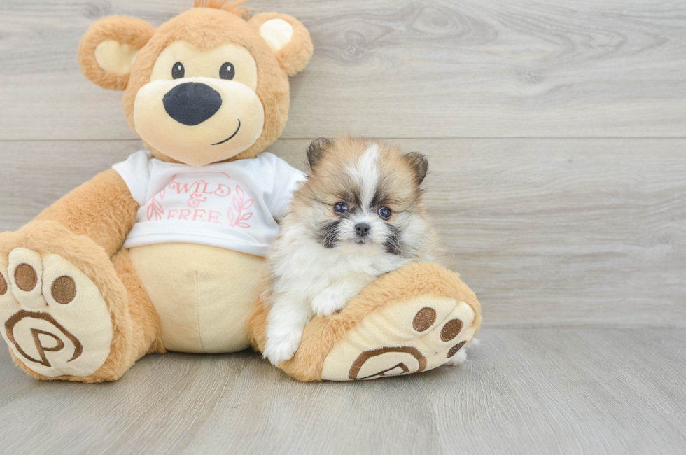 7 week old Pomeranian Puppy For Sale - Puppy Love PR