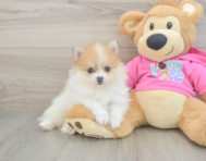 6 week old Pomeranian Puppy For Sale - Puppy Love PR