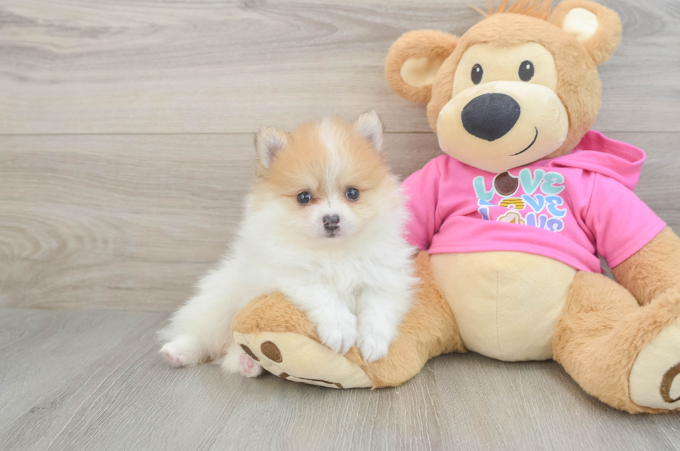 6 week old Pomeranian Puppy For Sale - Puppy Love PR