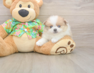 8 week old Pomeranian Puppy For Sale - Puppy Love PR
