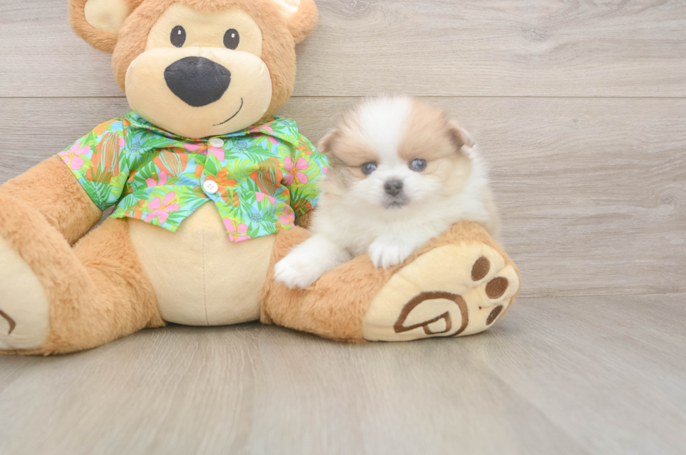5 week old Pomeranian Puppy For Sale - Puppy Love PR