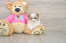 Pomeranian Pup Being Cute
