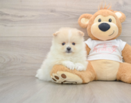 8 week old Pomeranian Puppy For Sale - Puppy Love PR