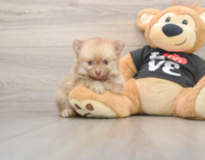 9 week old Pomeranian Puppy For Sale - Puppy Love PR