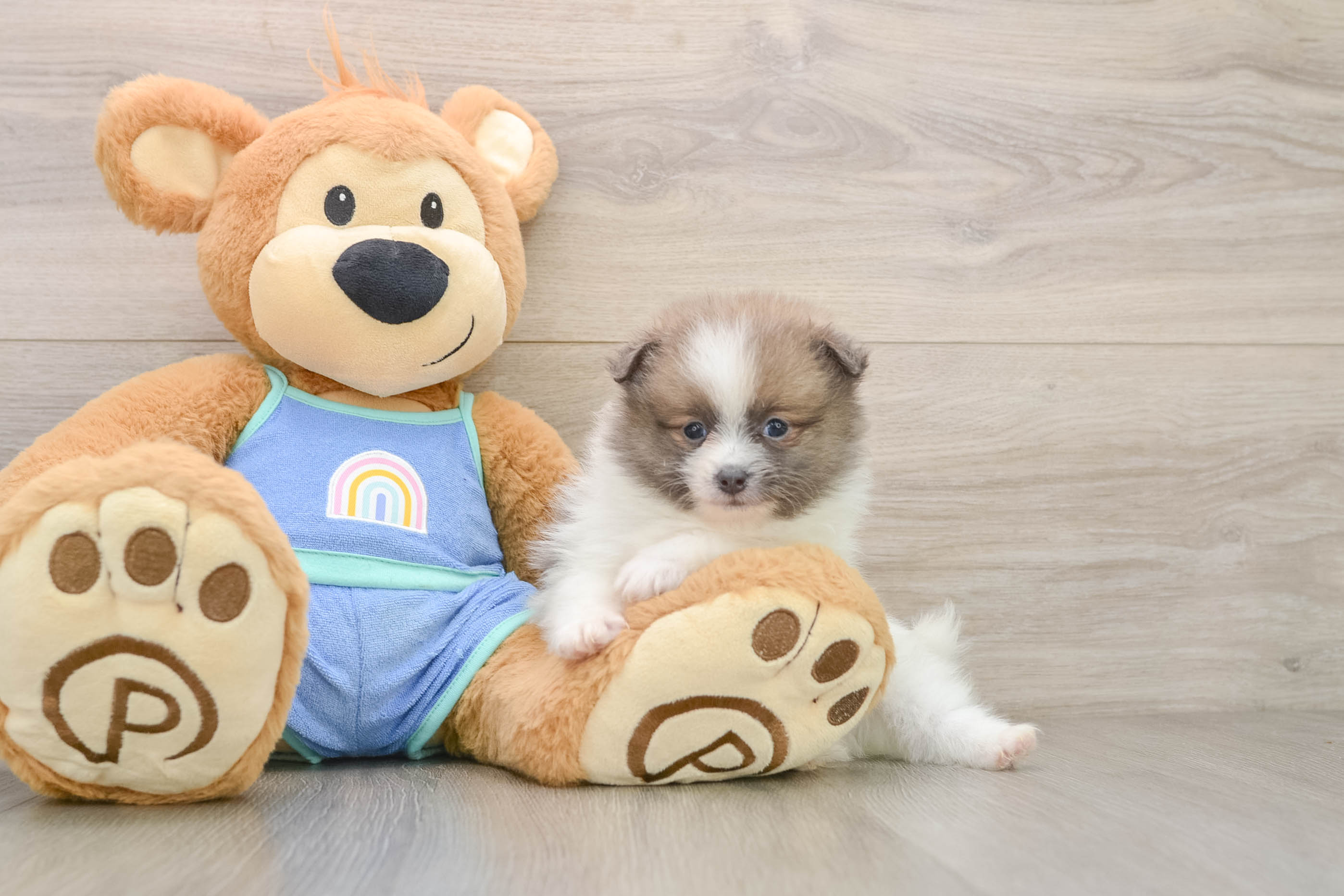 Pomeranian Puppy for Adoption