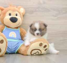 8 week old Pomeranian Puppy For Sale - Puppy Love PR