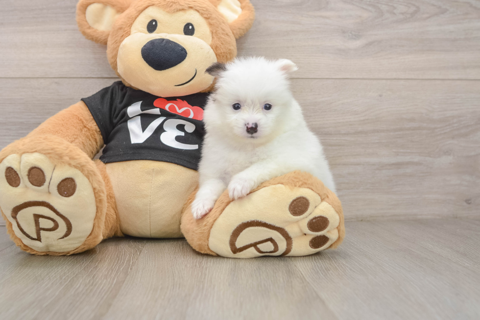 Best Pomeranian Baby