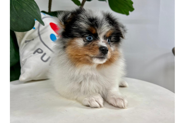 Pomeranian Pup Being Cute