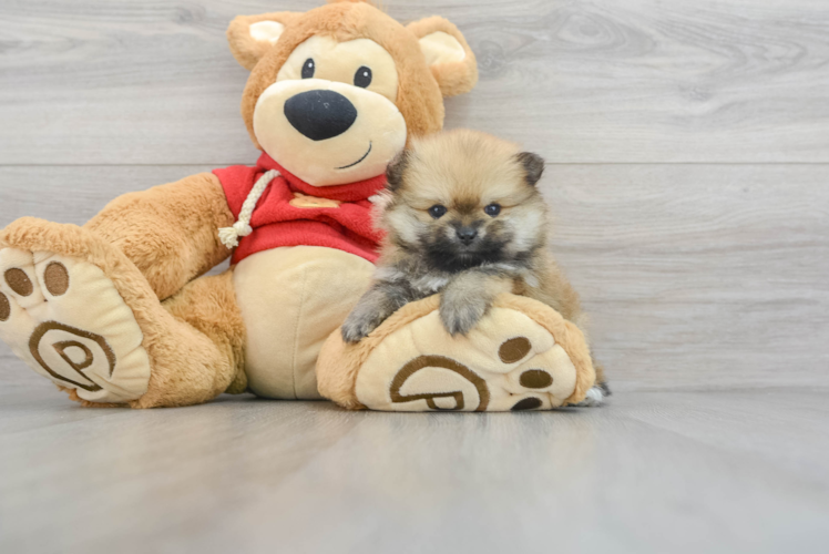 Meet Godiva - our Pomeranian Puppy Photo 1/3 - Puppy Love PR Friendly Pomeranian Purebred Pup