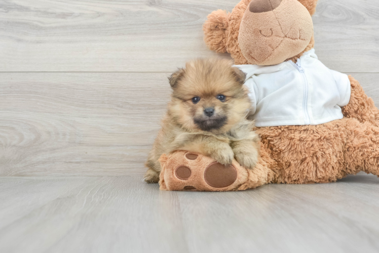 Meet Godiva - our Pomeranian Puppy Photo 1/3 - Puppy Love PR Fluffy Pomeranian Purebred Puppy