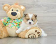 6 week old Pomeranian Puppy For Sale - Puppy Love PR