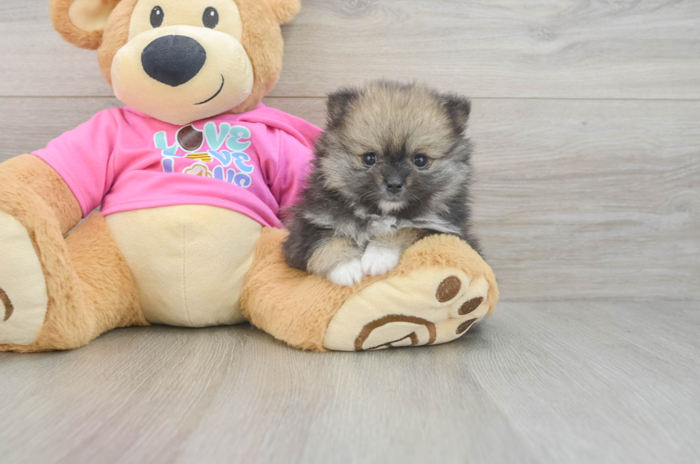 6 week old Pomeranian Puppy For Sale - Puppy Love PR