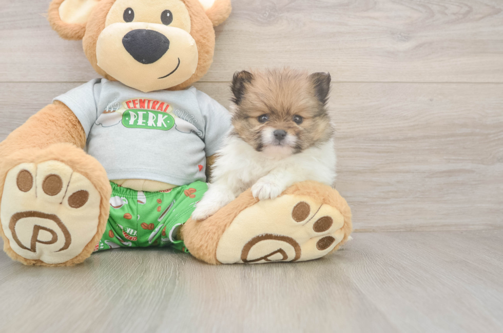 6 week old Pomeranian Puppy For Sale - Puppy Love PR