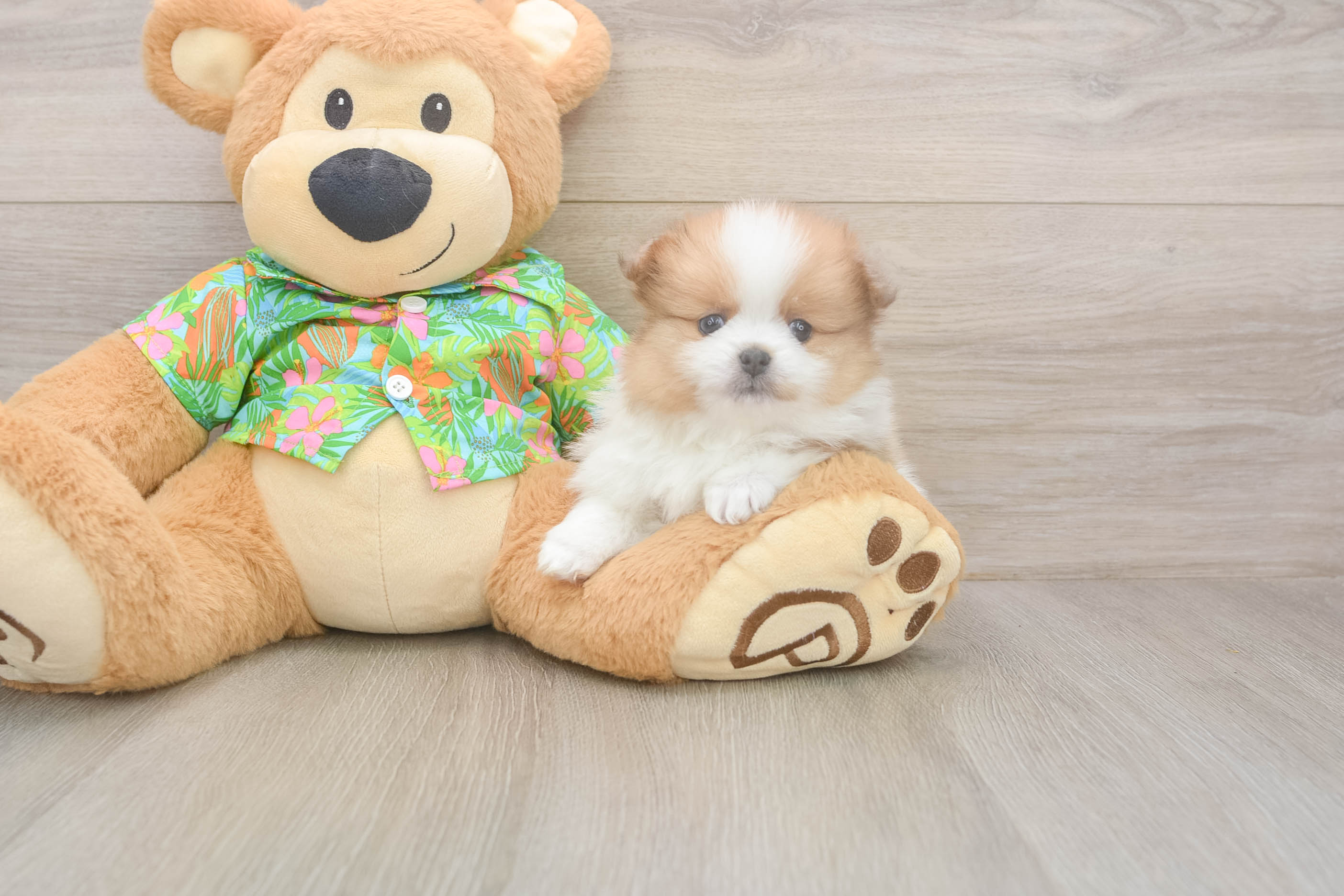 Fluffy Dwarf Spitz Purebred Puppy