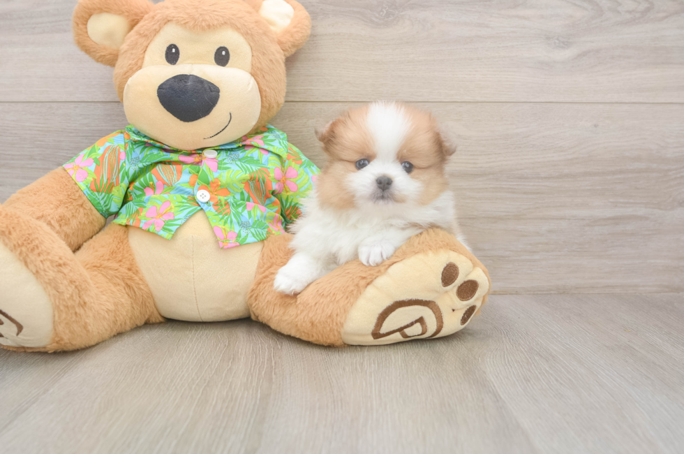 5 week old Pomeranian Puppy For Sale - Puppy Love PR