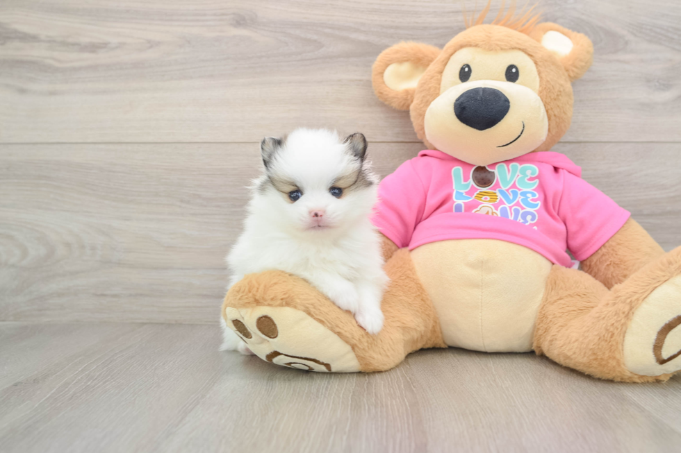 Little Pomeranian Baby