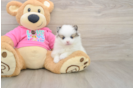 Pomeranian Pup Being Cute