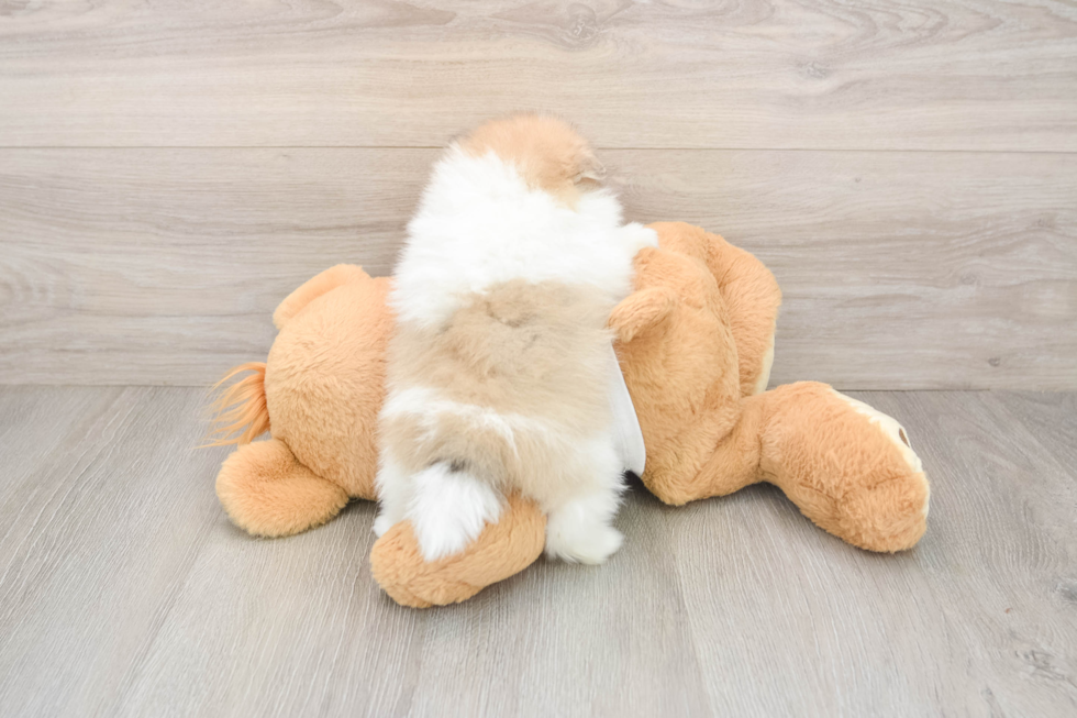 Best Pomeranian Baby