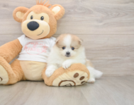 8 week old Pomeranian Puppy For Sale - Puppy Love PR