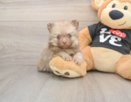 10 week old Pomeranian Puppy For Sale - Puppy Love PR