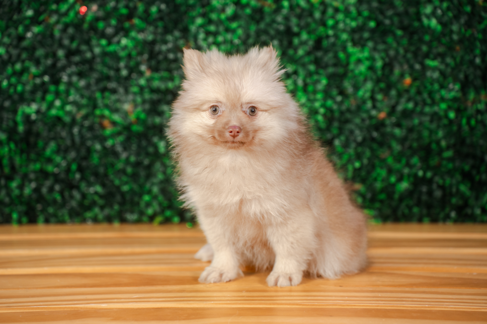 Pomeranian Pup Being Cute