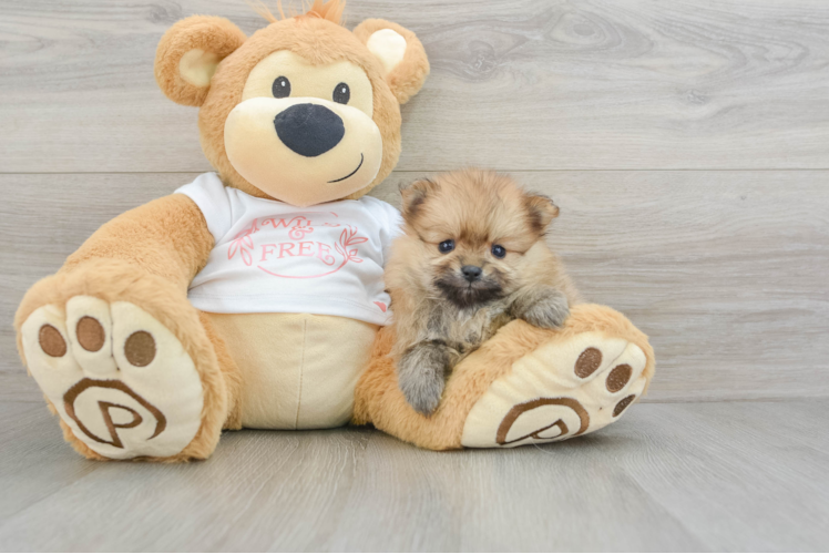 Meet Gorgeous - our Pomeranian Puppy Photo 1/3 - Puppy Love PR Pomeranian Pup Being Cute