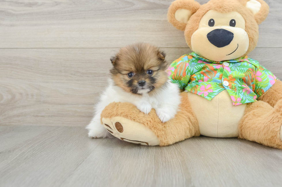 5 week old Pomeranian Puppy For Sale - Puppy Love PR