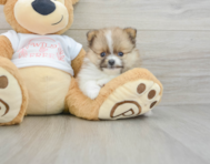 7 week old Pomeranian Puppy For Sale - Puppy Love PR