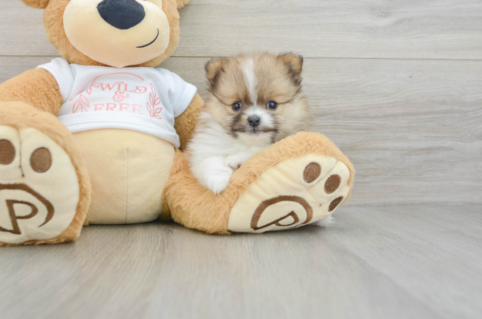 7 week old Pomeranian Puppy For Sale - Puppy Love PR