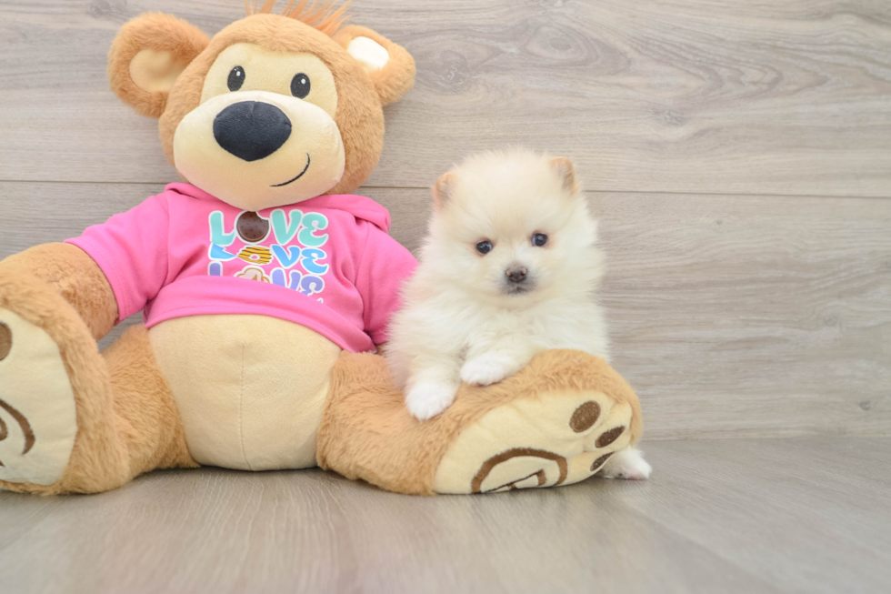 Pomeranian Puppy for Adoption