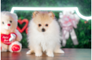 Cute Pomeranian Baby