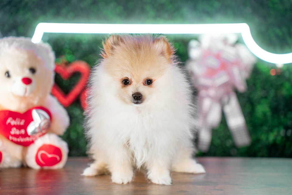 Cute Pomeranian Baby
