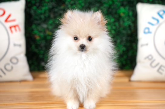 Pomeranian Puppy for Adoption