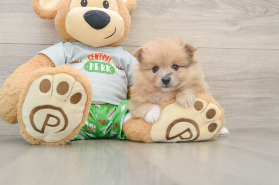 Pomeranian Puppy for Adoption