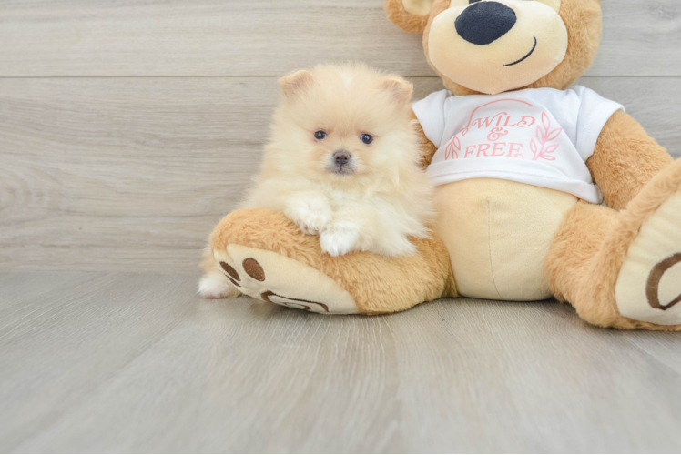 Best Pomeranian Baby