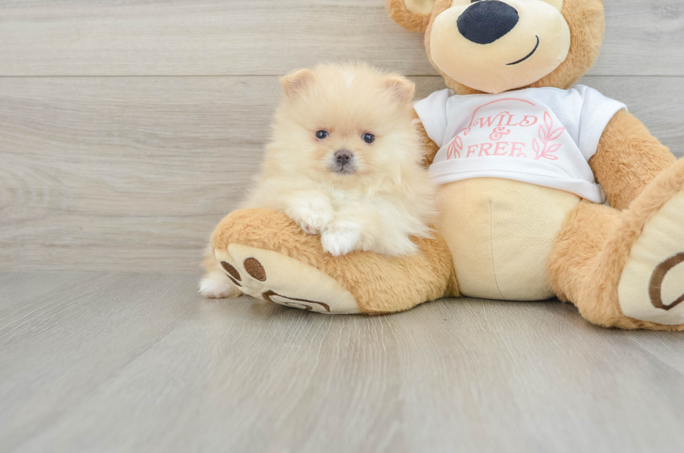 7 week old Pomeranian Puppy For Sale - Puppy Love PR