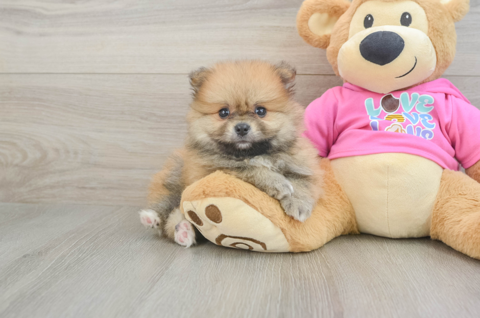 6 week old Pomeranian Puppy For Sale - Puppy Love PR