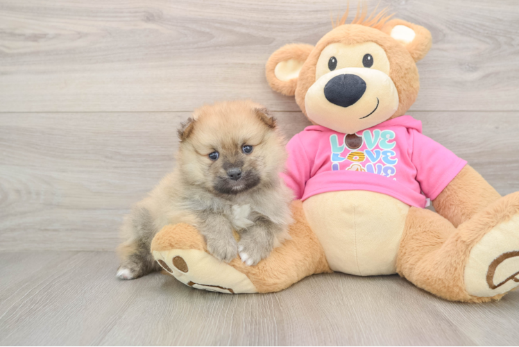 Best Pomeranian Baby