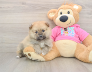 8 week old Pomeranian Puppy For Sale - Puppy Love PR