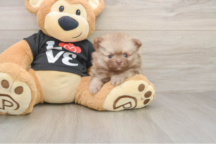 Adorable Pom Dog Purebred Puppy