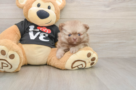 Adorable Pom Dog Purebred Puppy