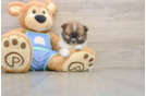 Pomeranian Pup Being Cute