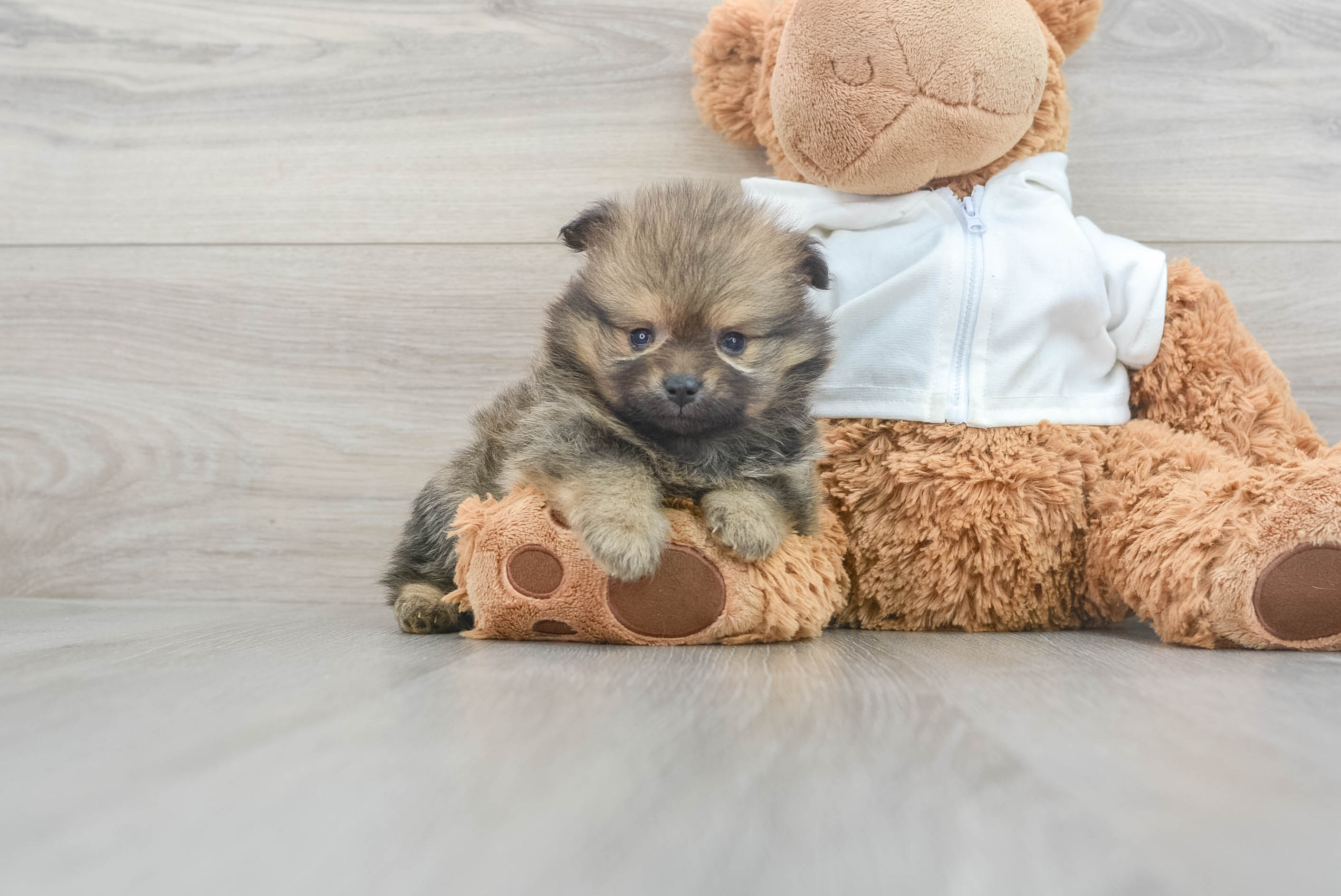 Petite Pomeranian Purebred Puppy