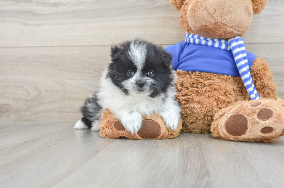 8 week old Pomeranian Puppy For Sale - Puppy Love PR