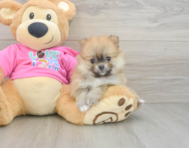 7 week old Pomeranian Puppy For Sale - Puppy Love PR