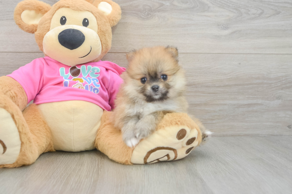 6 week old Pomeranian Puppy For Sale - Puppy Love PR