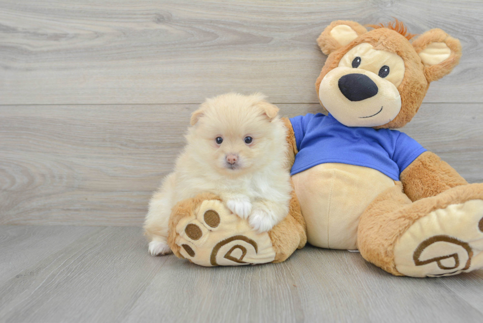 Best Pomeranian Baby