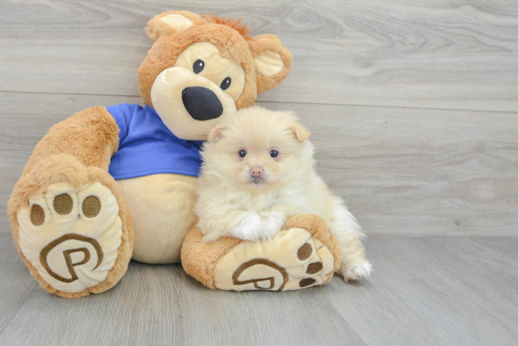 Pomeranian Pup Being Cute